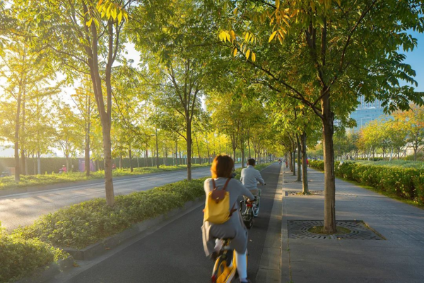 People walking along a tree-lined city street at sunset